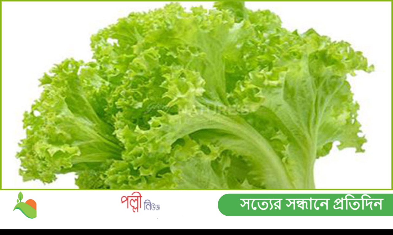 লেটুসপাতার উপকারিতা