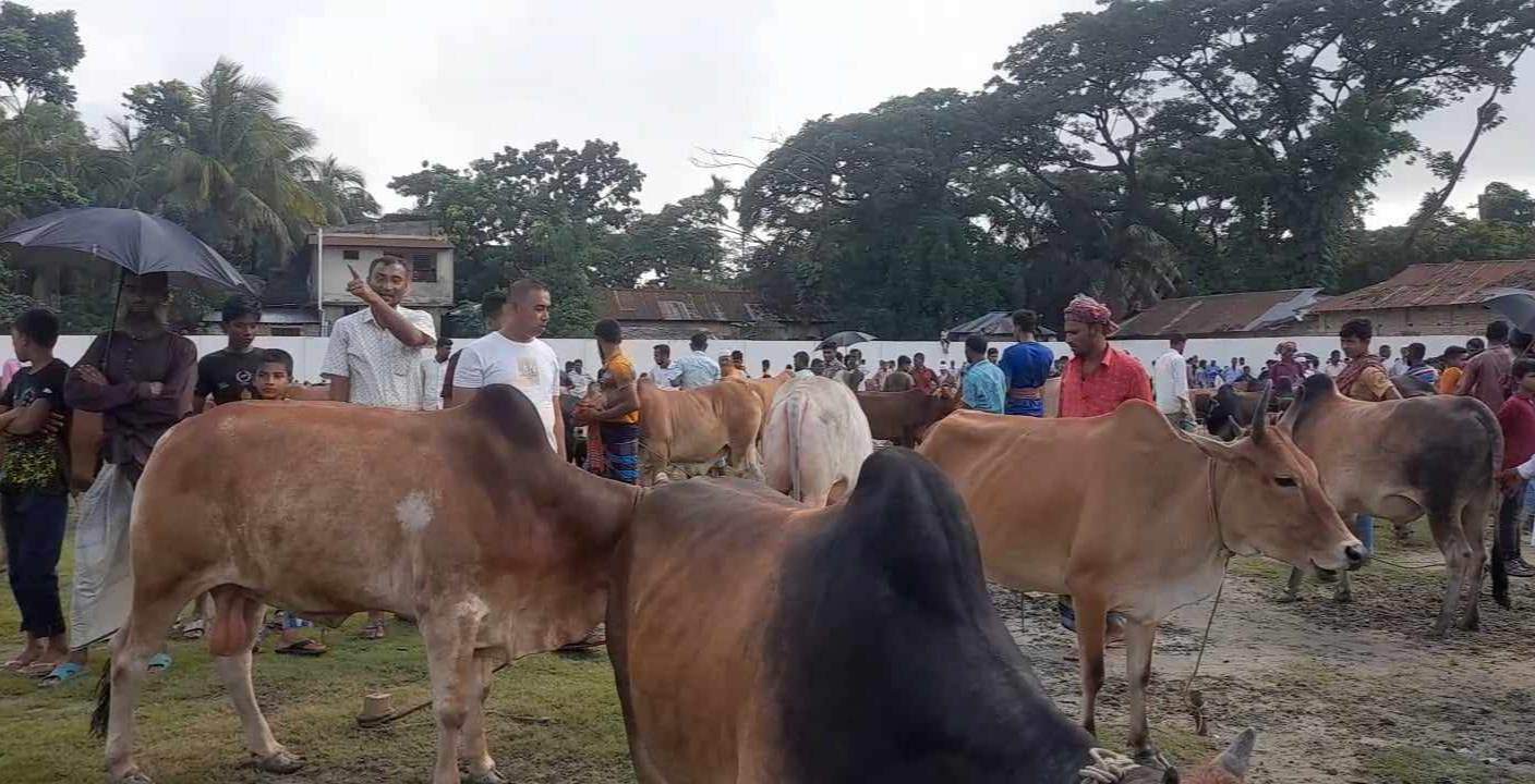 রামগতিতে বড় গরুর চাহিদা কম, খামারীদের মাথায় হাত!