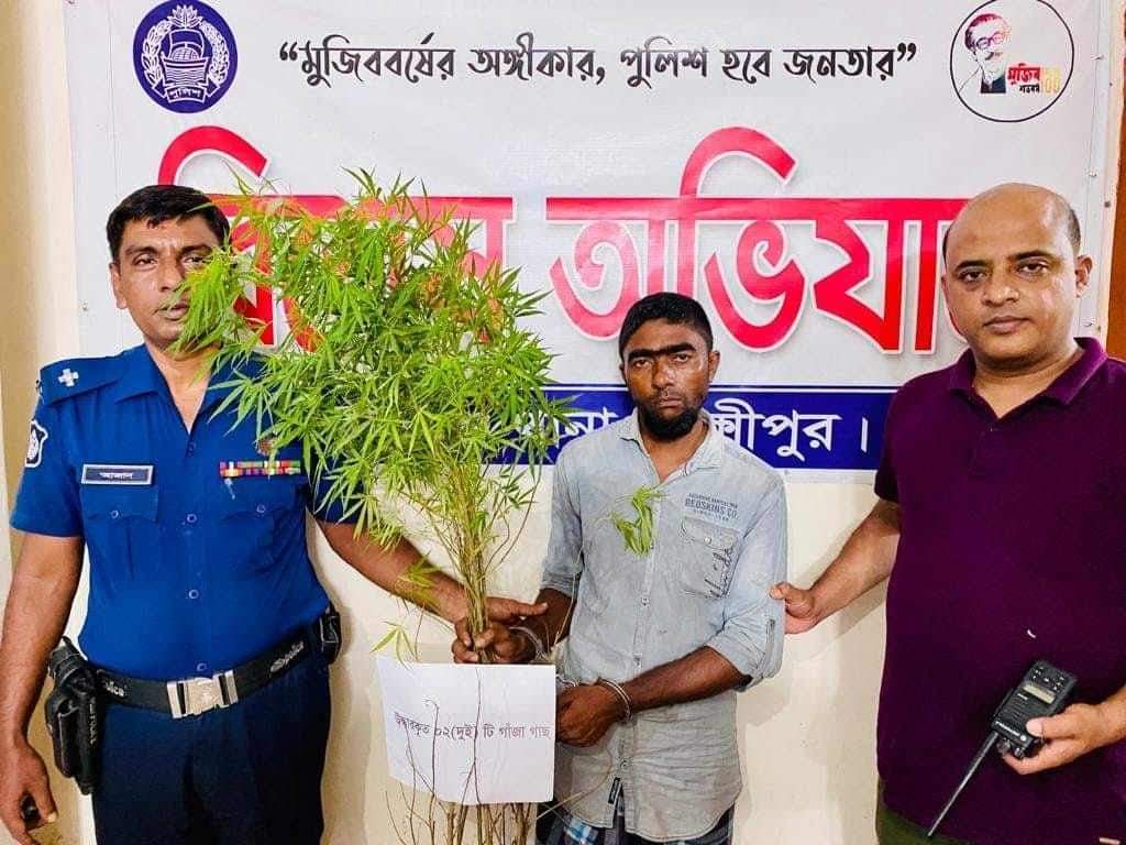 রামগঞ্জে গাঁজার গাছসহ মাদক ব্যবসায়ী গ্রেফতার