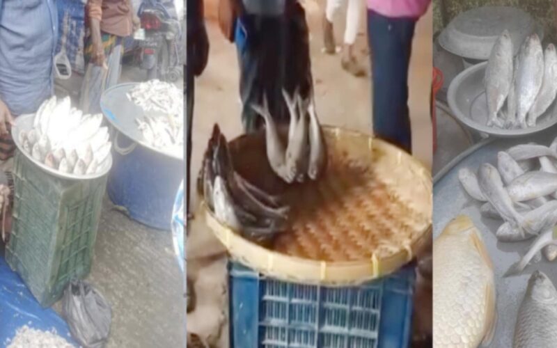 অভিযানের মধ্যেই জাটকায় সয়লাব কমলনগরের হাট বাজারে