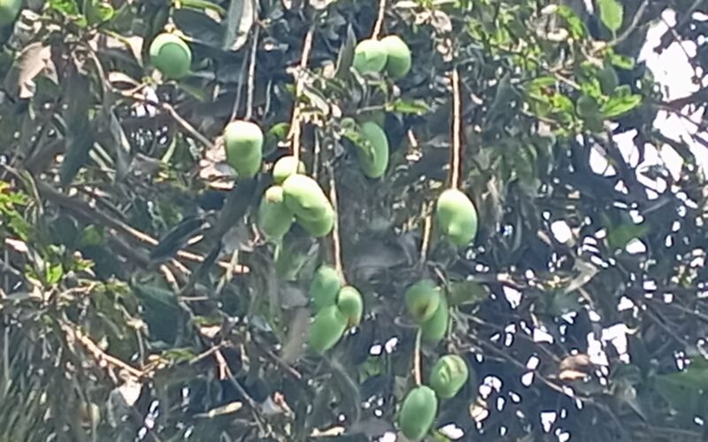সবুজ পাতার ফাঁকে স্বপ্ন দেখছেন কৃষকরা