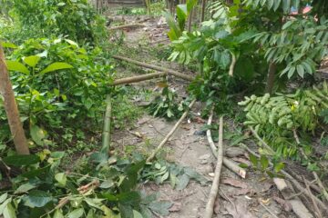 কমলনগরে বসতবাড়ির গাছ কেটে জমি দখলের চেষ্টা : থানায় অভিযোগ